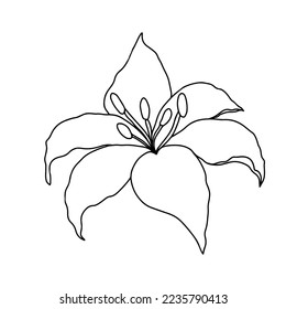 Lilly flower, isolate on white background. Hand drawn floral elements