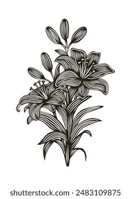 Lilly flower line art vector illustration.