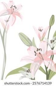 Lilly flower pink colour vector background 