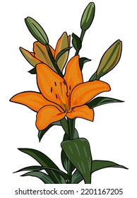 Lilly Flower Vector Illustration Stock Vector (Royalty Free) 2201167205 ...