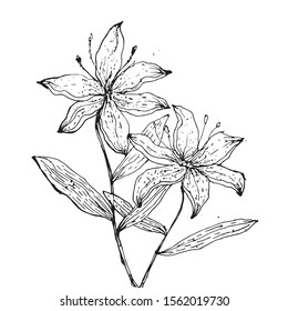 
Lilly flowers drawing illustration vector.Drawing of Lilly blooming.