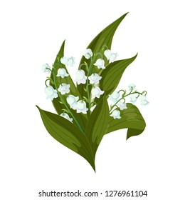 Lilly of the valley - May bells,  with green leaves on a white background.Spring flower.Hand drawn realistic vector illustration.