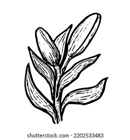 Ilustración vectorial lila aislada en fondo blanco