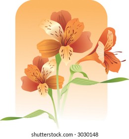 lily