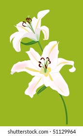 Lily
