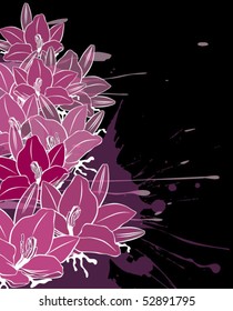 The lily
