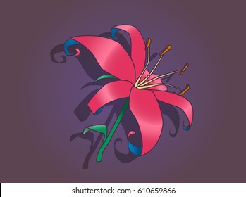 Lily