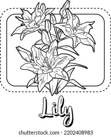 Lily Artline Flower Illustration For Kids Coloring Book