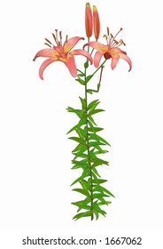 Lily Asian.