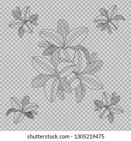 lily beautiful flower different size multiple vectors in one transparent background