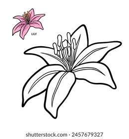 Lily - Black Outline Vector Design For Kids Coloring Pages 