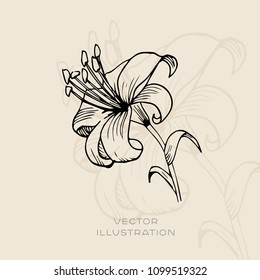 Lily botanical illustration. Vector floral sketch 