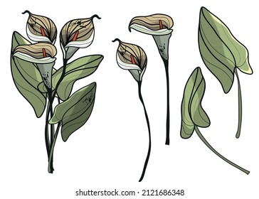 Lily. Botanical, vector illustration. Spring bouquet.