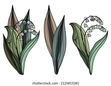 Lily. Botanical, vector illustration. Spring bouquet.