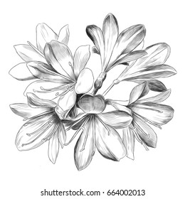 Lily Bouquet 7 Flowers Sketch Vector Graphics Black And White Drawing