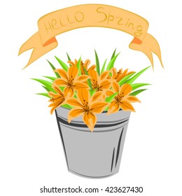 Lily in a bucket. Hello spring.