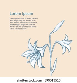 Lily with bud outline sketch vector with background. Vintage floral illustration.