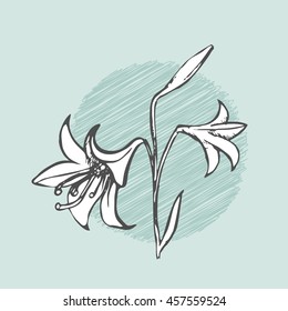 Lily with bud outline sketch vector with background. Vintage floral illustration. Eps-8.