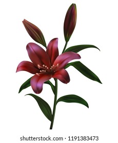  a lily with buds and green leaves. realistic flowers illustration white background