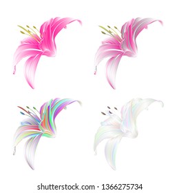 Lily  colored and pink  Lilium candidum on a white background  vintage vector illustration editable Hand draw