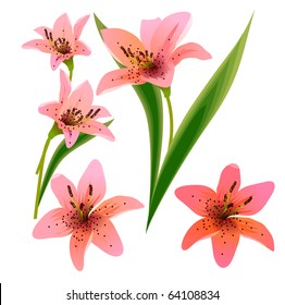 Lily design element