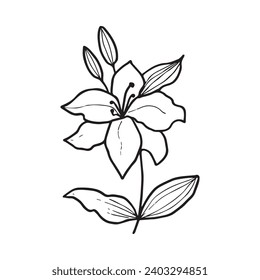 Lily in Doodle style. Lily hand drawn on a white background. Vector.