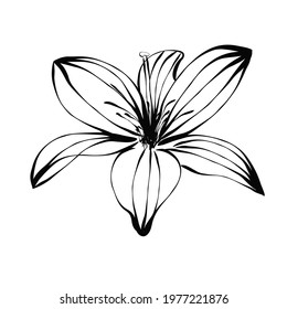 Lily drawing. Graphics. The image is suitable for logo, advertising.