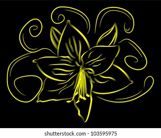 lily flower