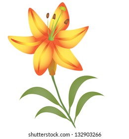 Lily flower