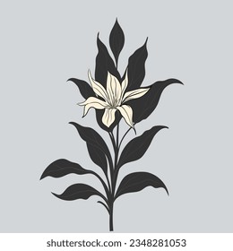 lily flower aesthetic, vector illustration