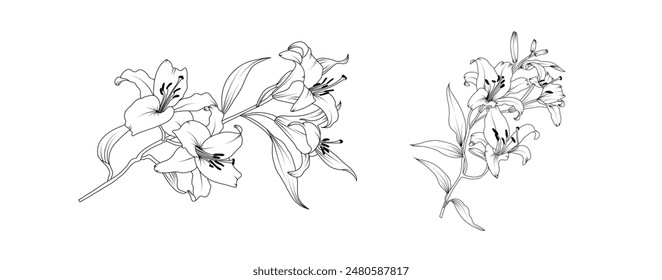 Lily flower arrangement line art on white background. Silhouette lilies botanical hand drawn element for wedding, invitation frame design, vector illustration.