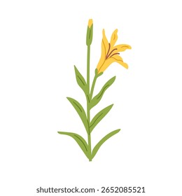 Flor de flor de lírio. Brotos abertos e fechados, pétalas suaves e folhas. Ramo floral. Decoração da natureza da primavera. Flora do jardim, flores. Ilustração de vetor plano isolada no plano de fundo branco