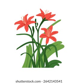 Lily, flower blossoms. Elegant delicate garden blooms growing with gentle petals, green leaves, stems. Summer floral plant, nature decoration. Flat vector illustration isolated on white background