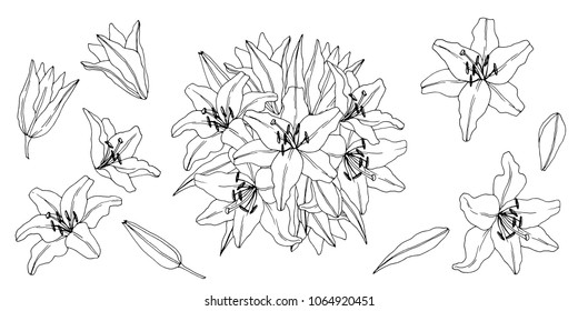 Lily flower  bouquet. Lilies Hand-drawn clip art. Lily flowers graphic elements. Vector.