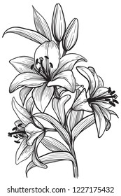 lily flower branch in line art graphic