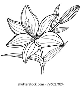 Lily Flower Bud Black White Linear Stock Vector (Royalty Free ...