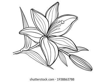A lily flower and bud   leaves    vector linear illustration for coloring  black   white  linear drawing  coloring book for adult   older children  Outline 
hand drawing