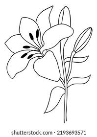 Lily flower with bud and leaves. Vector illustration. Line hand drawing garden flower. For design, decoration and printing