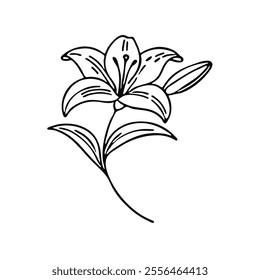 A lily flower with a bud and leaves - vector linear illustration for coloring. black and white. linear drawing. coloring book for adult and older children. Outline. hand drawing