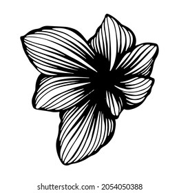 Lily flower bud. Vector linear illustration. Black and white graphics. Isolated element. Natural plant.