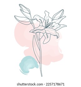 Lily flower with buds and leaves drawn in thin line minimal style vector illustration. Botanical modern art with watercolor abstract shapes.