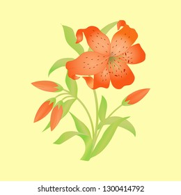 Lily flower with buds and leaves isolated on delicate background