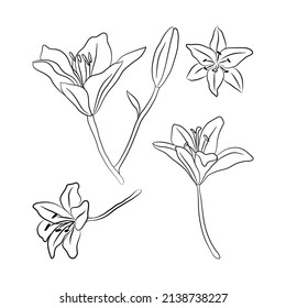 Lily flower,  buds set , drawn with lines. Isolated bud on a branch. For invitations and valentines