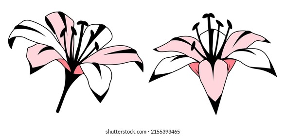 Lilienflorensatz, einzelne Illustration