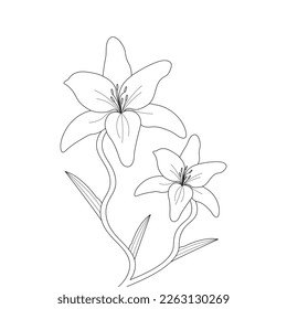 Lily Flower Coloring Page And Book Hand Drawn Line Art Illustration Beautiful Flower Black And White Pink Lily Drawing Vector