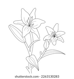 Lily Flower Coloring Page And Book Hand Drawn Line Art Illustration Beautiful Flower Black And White Pink Lily Drawing Vector