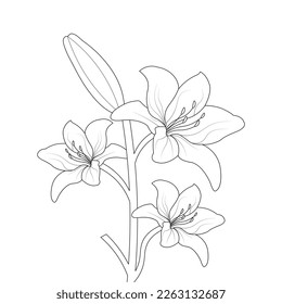 Lily Flower Coloring Page And Book Hand Drawn Line Art Illustration Beautiful Flower Black And White Pink Lily Drawing Vector