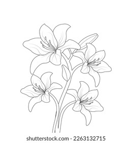 Lily Flower Coloring Page And Book Hand Drawn Line Art Illustration Beautiful Flower Black And White Pink Lily Drawing Vector