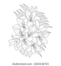 Lily Flower Coloring Page And Book Hand Drawn Line Art Illustration Beautiful Flower Black And White Pink Lily Drawing Vector