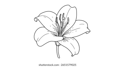 Lily flor colorir contorno da página mostrando seu elegante trompete como forma e claramente visível stamen proeminente